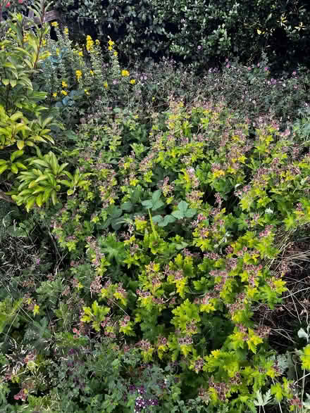Photo of free Hardy geranium ground cover (Farndon CH3) #2