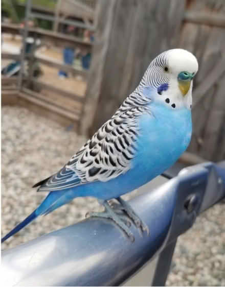Photo of free Blue male parakeet - 4yrs old (Near Old Gun Rd. & Huguenot) #1