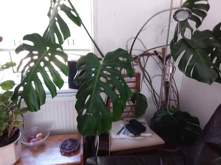Photo of free Cheeseplant cutting (Old Kilpatrick G60) #1