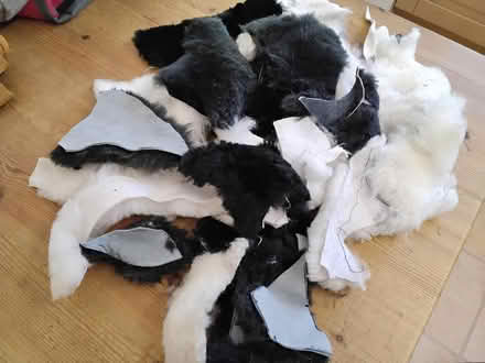 Photo of free Sheepskin pieces. (Welwyn AL6) #2