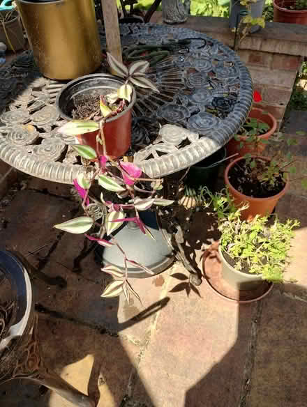 Photo of free Tradescantia (Bratton) #1