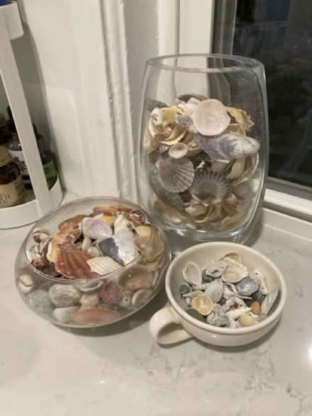 Photo of free Sea Shells and Glass/Ceramic (Arlington Center) #1