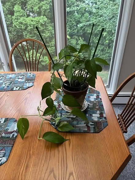 Photo of free Pothos plant (Melrose MA) #1