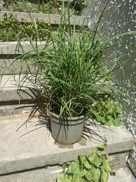Photo of free Plants (Hastings TN35) #1