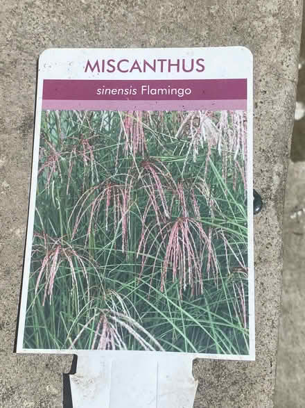 Photo of free Plants (Hastings TN35) #2