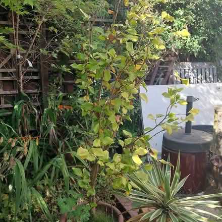 Photo of free Poorly Camellia plant (Jesmond Park East NE7) #1