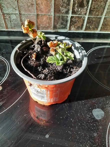 Photo of free Geum Rivale (Morden SM4) #3