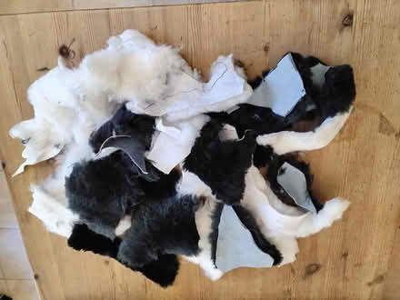 Photo of free Sheepskin pieces. (Welwyn AL6) #1
