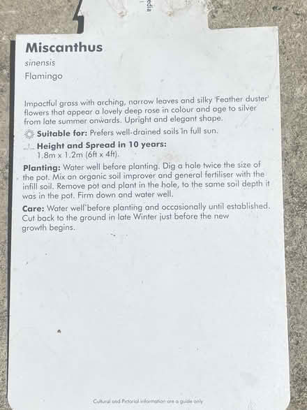 Photo of free Plants (Hastings TN35) #3