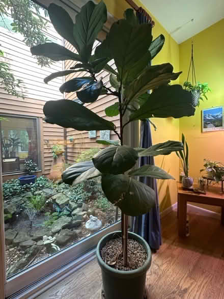 Photo of free Large Fiddle Leaf Fig plant (Princeton close to Rt 1) #1