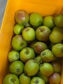 Photo of free Apples (Spital CH63) #1