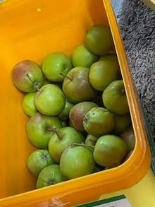 Photo of free Apples (Spital CH63) #2