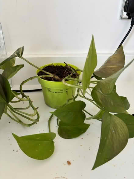 Photo of free Two plants (Ecclesall S11) #2