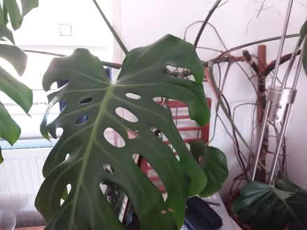 Photo of free Cheeseplant cutting (Old Kilpatrick G60) #2