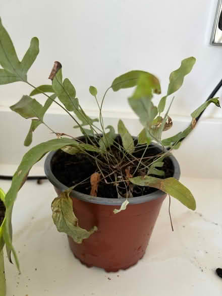 Photo of free Two plants (Ecclesall S11) #3