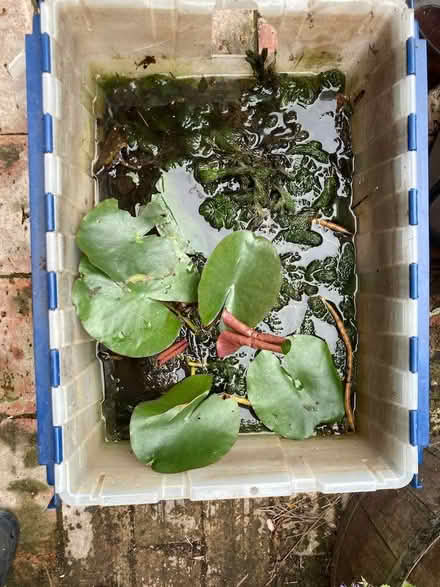 Photo of free Water lilies (and water snails, and aerating plants) (Lewes BN7) #3