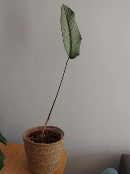 Photo of free Calathea (Caversham RG4) #1
