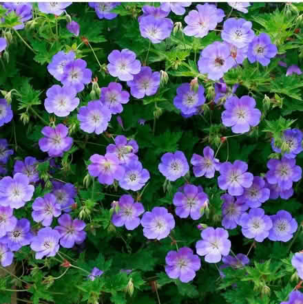 Photo of free Hardy geranium ground cover (Farndon CH3) #3
