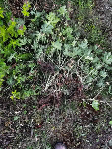 Photo of free Hardy geranium ground cover (Farndon CH3) #1