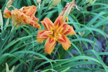 Photo of free Kwanso Daylilies (Sherwood) #1