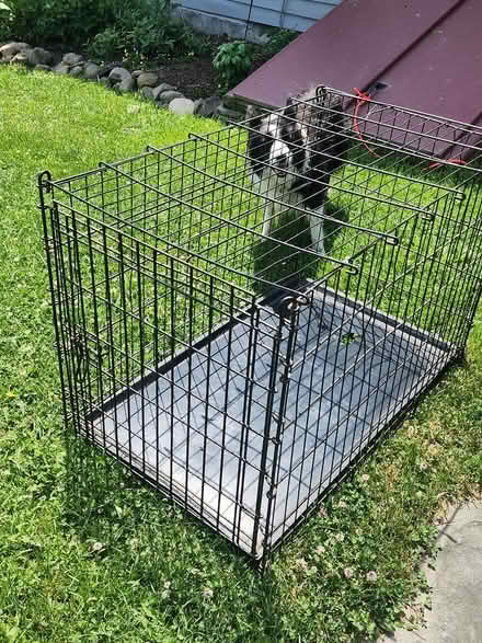Photo of free Large wire dog crate (virgil) #1