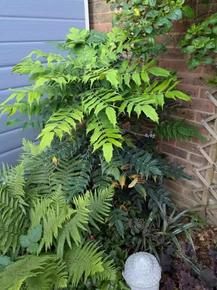 Photo of free Mahonia x media Winter Sun plant (BN43) #1