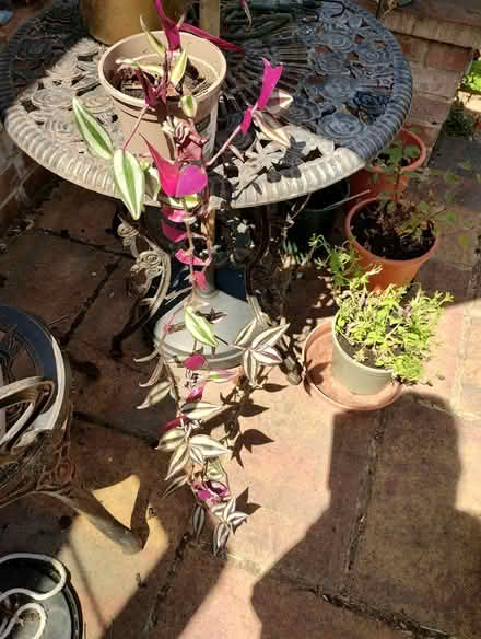 Photo of free Tradescantia (Bratton) #2