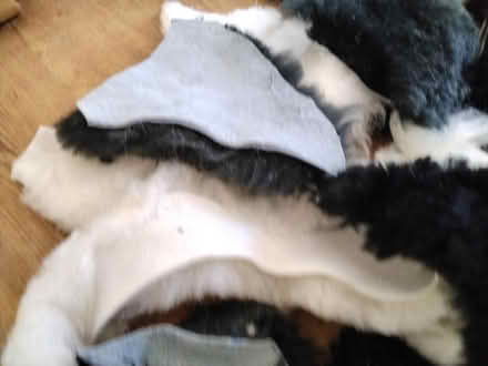 Photo of free Sheepskin pieces. (Welwyn AL6) #3