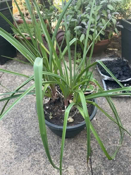 Photo of free Red hot poker plant (Clapham, Bedford) #1