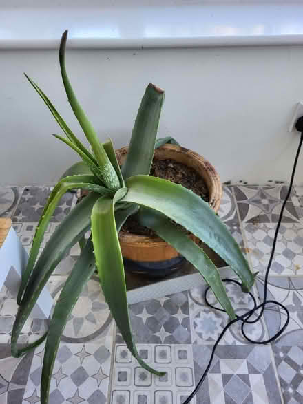 Photo of free Aloe vera (Upton CH2) #1