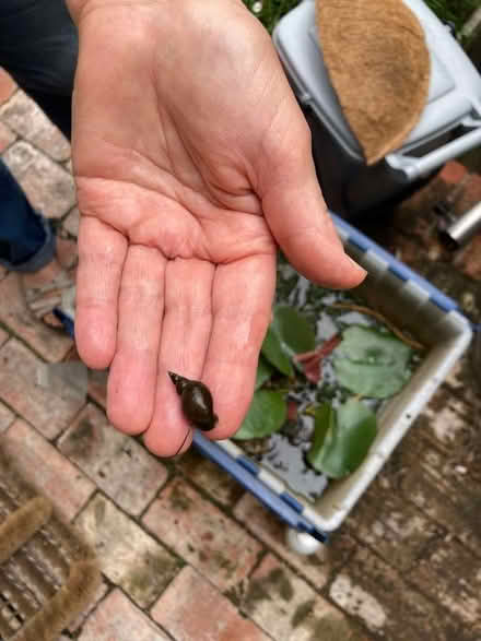 Photo of free Water lilies (and water snails, and aerating plants) (Lewes BN7) #2