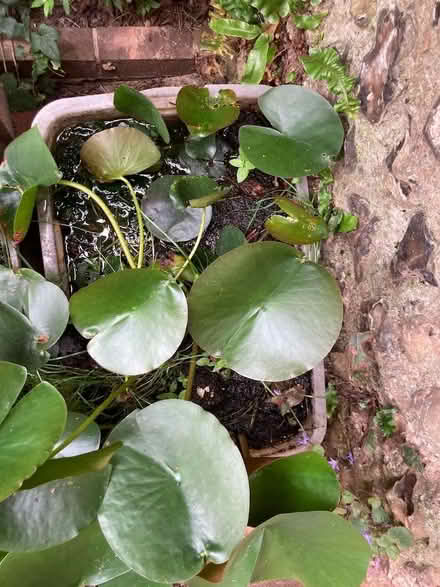 Photo of free Water lilies (and water snails, and aerating plants) (Lewes BN7) #1