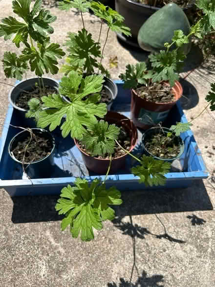 Photo of free Garden cranesbill plants (Hollingdean BN1) #1