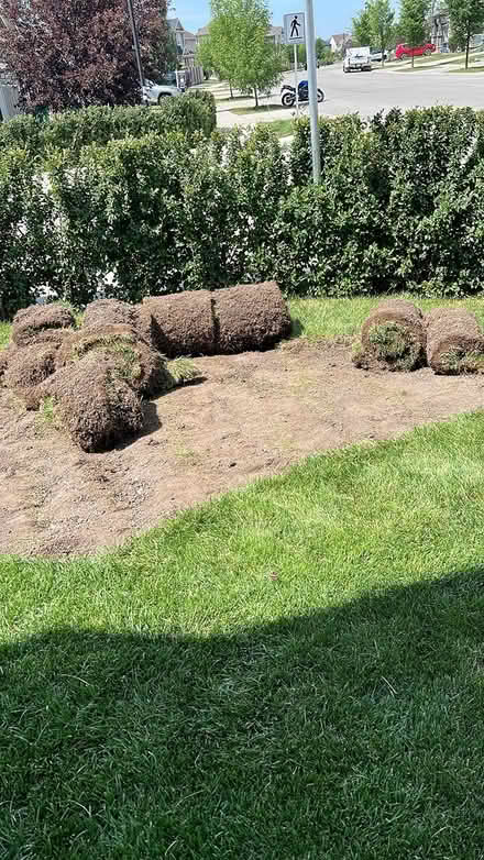 Photo of free 4 rolls grass sod (91 Windford Dr SW) #1