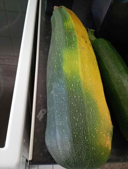 Photo of free Marrow (Temple Cowley OX4) #1