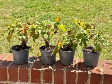 Photo of free 4 Wild Strawberry plants in 1L pots (East Marden) #1