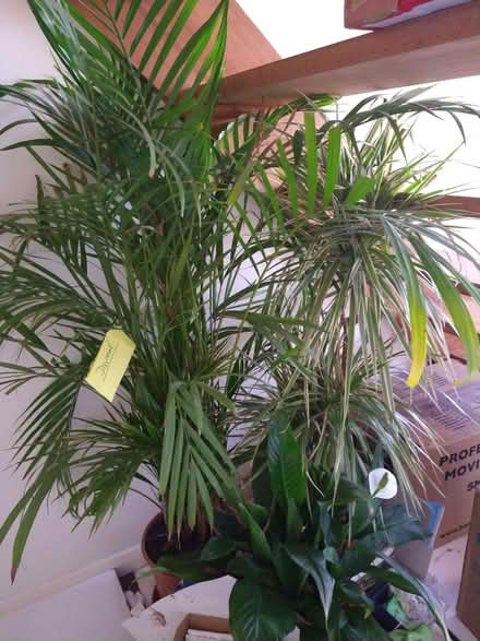 Photo of free Three house plants (Camelsdale GU27) #1