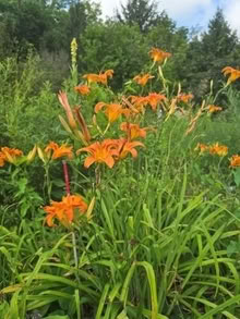 Photo of free orange Daylilies - single, double (West Danby, NY) #3