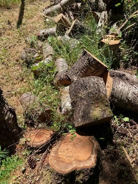 Photo of free Cherry Wood Rounds (Cove) #1
