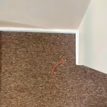 Photo of free Large carpet (Heeley, S2) #4