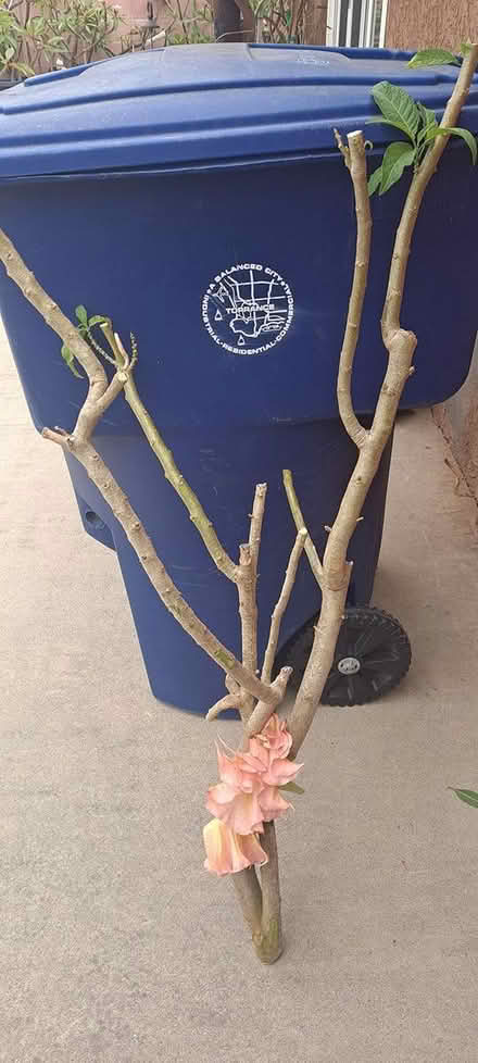 Photo of free Angel Trumpet cutting (South Bay) #1