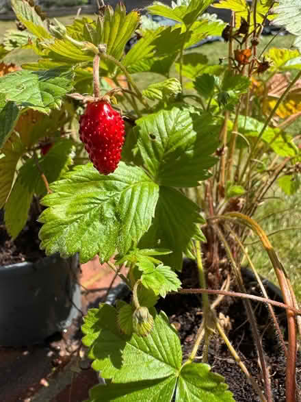 Photo of free 4 Wild Strawberry plants in 1L pots (East Marden) #2