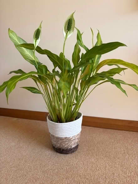 Photo of free Peace lily - tall (Bridge of Allan FK9) #1