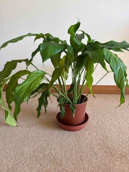 Photo of free Peace lily - medium height (Bridge of Allan FK9) #1