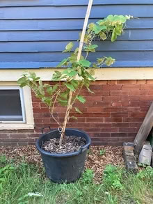 Photo of free seedless concord grape vine (Camb/Watertown/Belmont line) #1