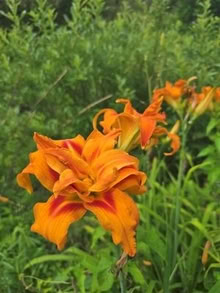 Photo of free orange Daylilies - single, double (West Danby, NY) #1