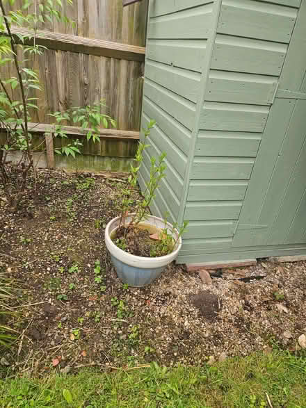 Photo of free Large pot (Rochester ME1) #1