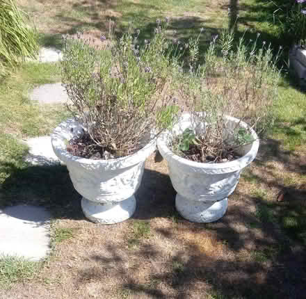 Photo of free Lavender and planters (Horsham, near Bennetts Field) #1
