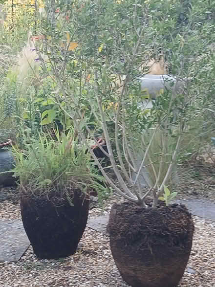 Photo of free Pot bound plants (Barlestone CV13) #3