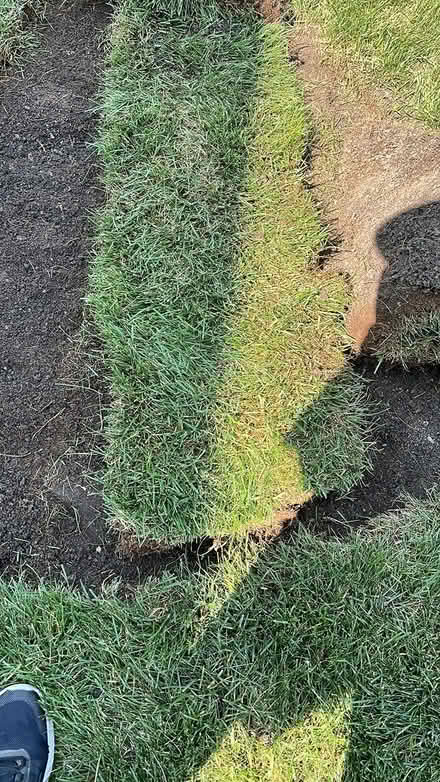 Photo of free 4 rolls grass sod (91 Windford Dr SW) #2